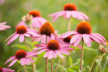 Cone flowers