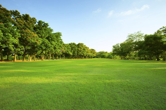 beautiful morning light in public park with green grass field an