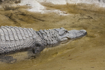 Crocodylia alligator Mississippi