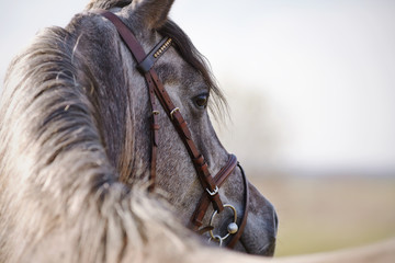 Portrait of a stallion