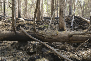 Brunt forest after a big forest fire in Sweden