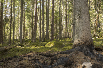 Tree with burnt roots at the edge of a big forest fire