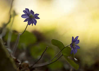 Liverleafs, Hepatica nobilis, sunlight in the backgrund