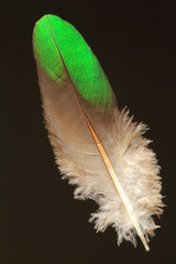 feather of Common Emerald Dove (Chalcophaps indica)