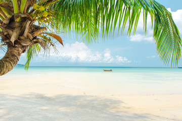 Coconut palm tree at the beautiful beach