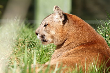 beautiful mountain lion at the zoo