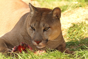 cougar eating meat