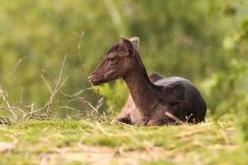 dark fallow deer calf