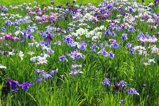 Sakikimi Photos Images Assets Adobe Stock