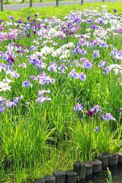 Sakikimi Photos Images Assets Adobe Stock