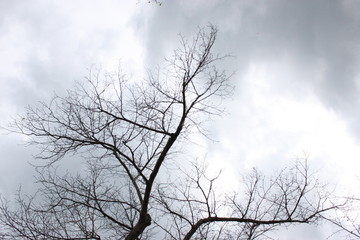 Fototapeta na wymiar Der kahle Baum und die grauen Wolken