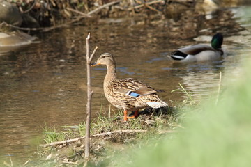 Naklejka na ściany i meble female wild mallard duck