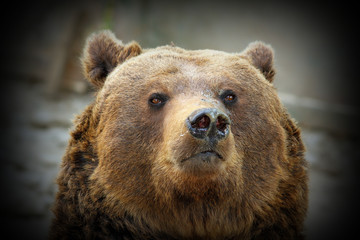 huge bear portrait