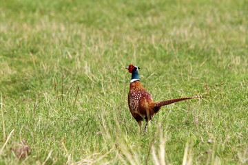 male pheasant in the field