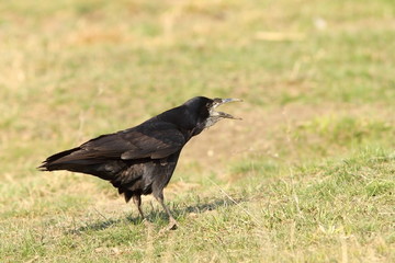 rook on meadow