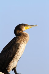 side view of a great cormorant