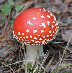 Amanita in the woods