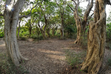 Tropical trees in Keoladeo National Park