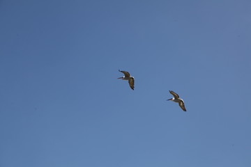 Liberté et évasion pour les pellicans.