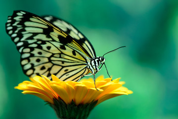 butterfly on flower
