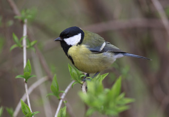 Fototapeta premium close up of tomtit