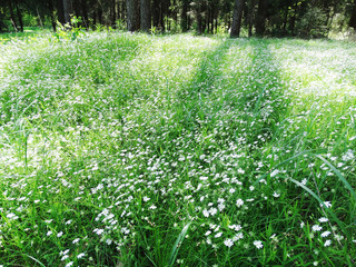 Obraz premium spring forest and field of flowers