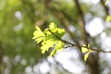 Die Sonne entdeckt den Wald