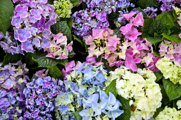 Hydrangea