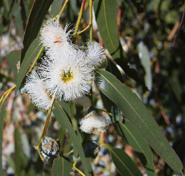 Eucalyptus Globulus-Tasmanian Blue Gum Tree