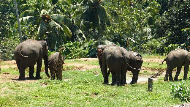 Elephants at the Pinnawala Elephant Orphanage in Sri Lanka
