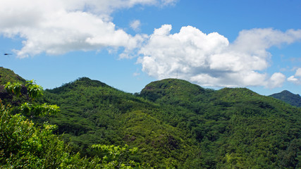Fototapeta na wymiar green seychelles