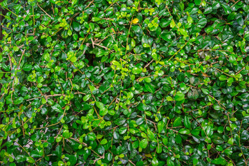 green leaf background
