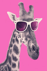 Portrait of a giraffe with hipster sunglasses - obrazy, fototapety, plakaty