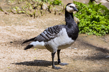 male Barnacle goose, Branta leucopsis,
