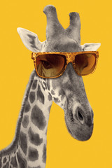 Naklejki  Portret żyrafy w modnych okularach przeciwsłonecznych