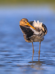 Black tailed Godwit cleaning tail