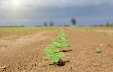 Sprouts on dry soil