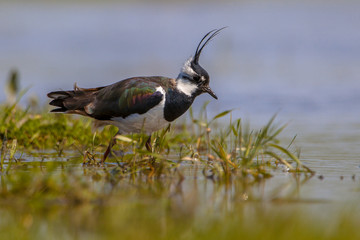 Crested Male Northern lapwing