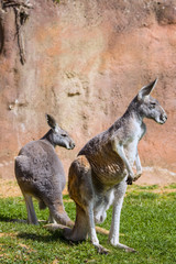 two female Red Kangaroo, Megaleia rufa,