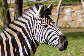 Fototapeta na wymiar Portrait Damara zebra, Equus burchelli Antiquorum,