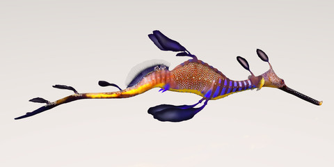 Leafy Seadragon © Catmando