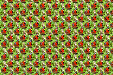 pattern butterfly 1