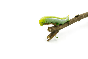 Green Caterpillar on white background