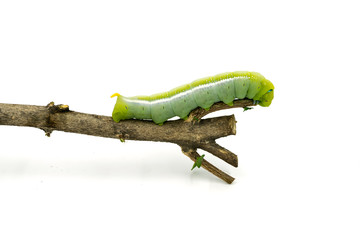 Green Caterpillar on white background