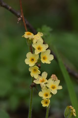 Primev&egrave;re des bois (Primula elatior)