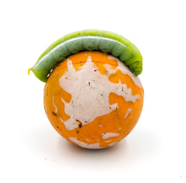 Worm World