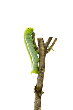 Green Caterpillar on white background