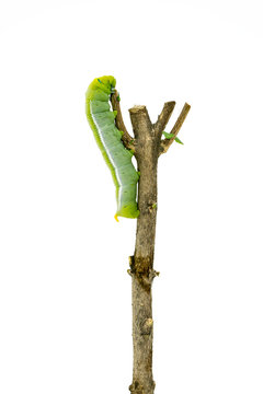 Green Caterpillar on white background