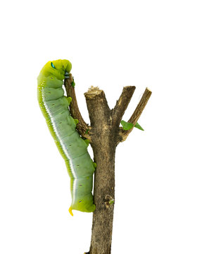 Green Caterpillar on white background