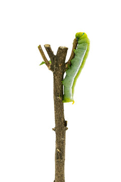 Green Caterpillar on white background
